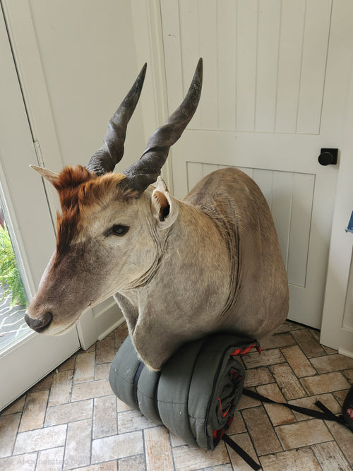 South African Eland Shoulder Mount